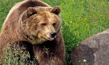 250 kq-lıq ayı ABŞ sakininin zirzəmisində sığınacaq tapdı - VİDEO