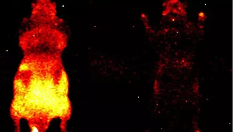 Bütün canlılarda zəif, amma ölçülə bilən parıltı mövcuddur