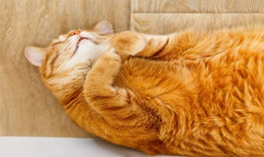 Pişiyiniz niyə kölgəniz kimi hər yerdə arxanızca gəlir? - Mütəxəssislərin açıqlaması