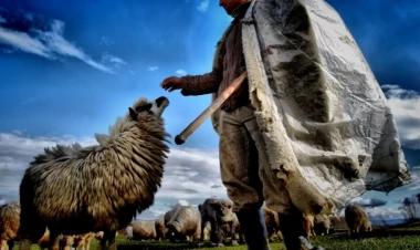 Çobanlar yarım milyonluq cinayətə görə TUTULDU