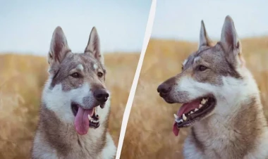 Hansı güclüdür: Canavar itləri, yoxsa adi itlər?