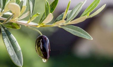 Zeytun yarpağının möcüzəvi faydası ortaya çıxdı