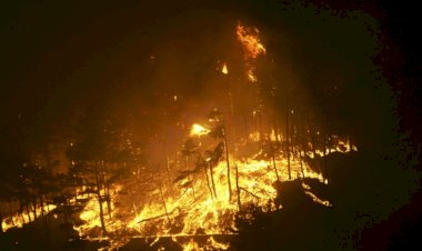 Cənubi Koreyada meşə yanğınları ilə bağlı fəlakətli vəziyyət elan edilib