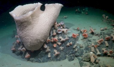 Alimlər Antarktidada aysberqin altında inkişaf edən ekosistem tapıblar