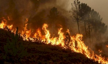 Yaponiyada iki prefekturada meşə yanğınları səbəbindən sakinlərin təxliyəsi elan edilib