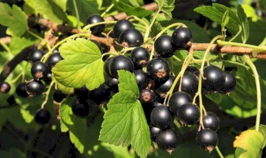 Bu giləmeyvə ürəyi infarktdan qoruyurmuş