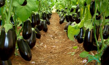 Badımcanları harada əkmək daha yaxşıdır?