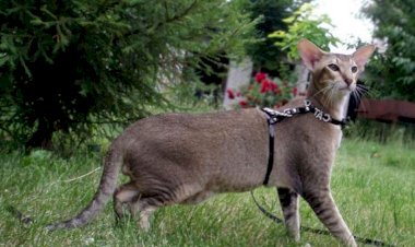 Dünyanın ən bahalı 10 pişik cinsi