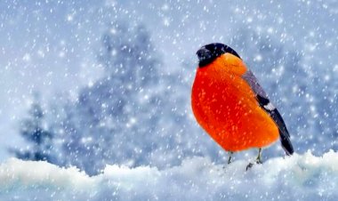 Bu ərazilərə qar yağıb - Faktiki hava