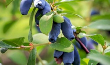 İyulda yeyə biləcəyiniz sağlamlığa ən faydalı meyvələr