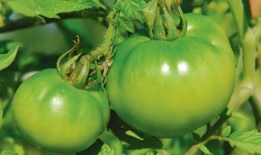 Saç tökülməsinin çarəsi kal pomidor imiş