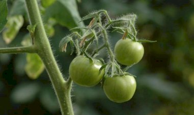 Bu problemi olanlar yaşıl pomidor yesin