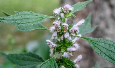 Təzyiq xəstələri üçün ən faydalı bitki