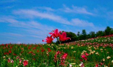 Bu gün 20 dərəcə isti olacaq