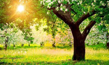 Sabah 24 dərəcə isti olacaq