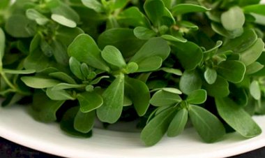 Pərpətöyün bu xəstəliklərin dərmanı imiş