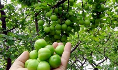 Ürək və qaraciyər xəstəliklərinə qarşı mükəmməl vasitə - Alçanın faydaları