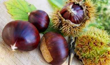 Şabalıd damarların dərmanı imiş