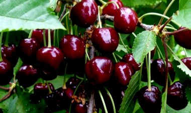 Albalı bu xəstəliyin dərmanıdır