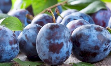 Gavalı bu dərdlərə çarə imiş