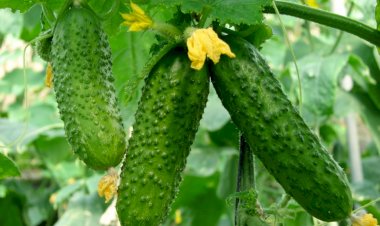 Xiyar yaşlı insanlarda bu problemin həllinə kömək edir