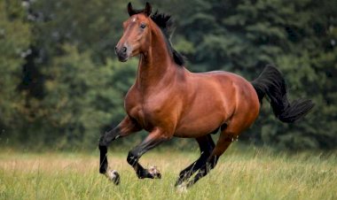 Azərbaycanda atlar azalıb