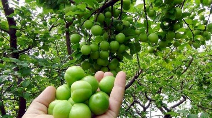 Ürək və qaraciyər xəstəliklərinə qarşı mükəmməl vasitə - Alçanın faydaları