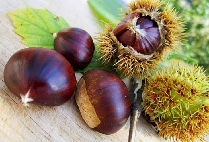 Şabalıd damarların dərmanı imiş
